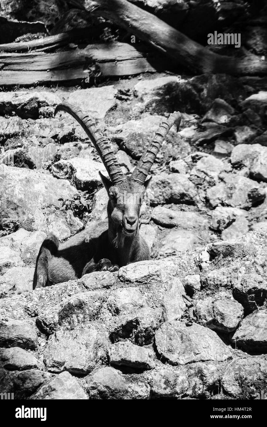 Alpensteinbock oder Steinbock ruhen Stockfoto