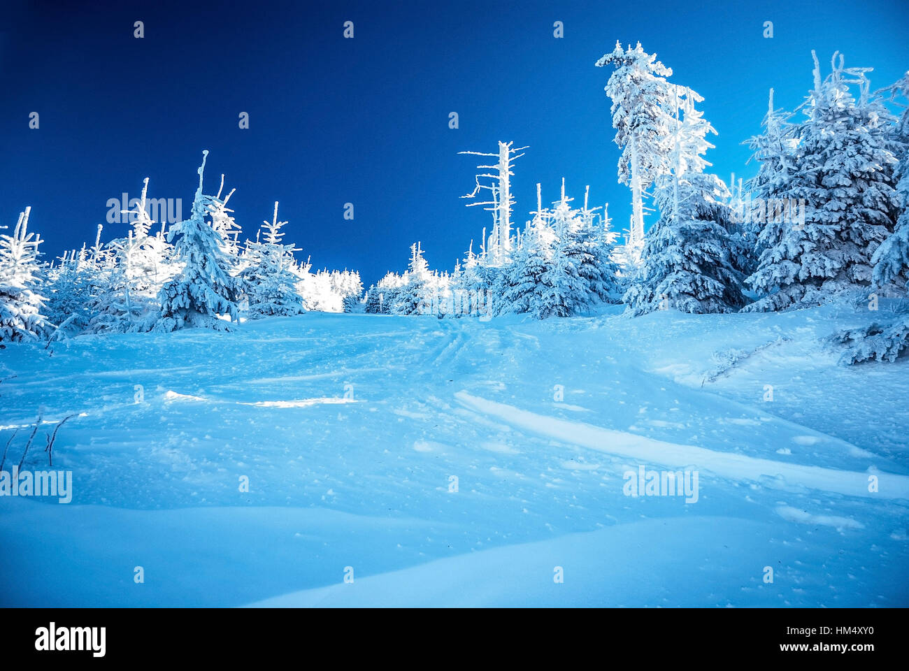 Schneebedeckte Bergwiese mit gefrorenem Wald und Ellear-Himmel in der Nähe des Lysa hora Hügels im Moravskoslezsky Beskiden Berg an wirklich kalten Wintertagen Stockfoto