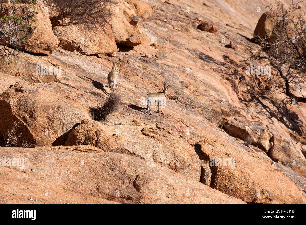 Die Klipspringer (Oreotragus Oreotragus) auf Spitzkoppe in Damaraland Namibia Stockfoto