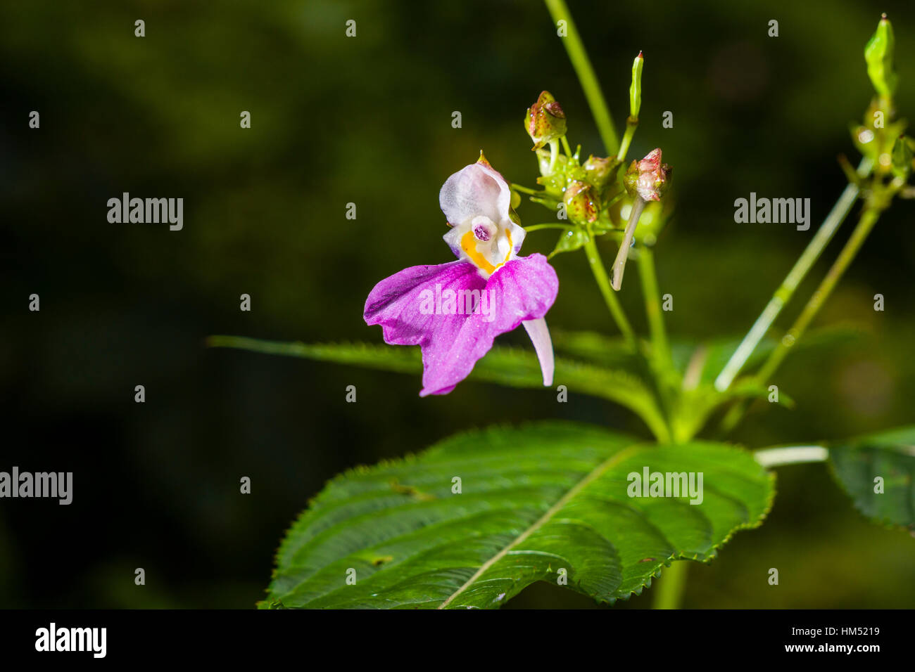 Eine blühende Blüte des Balfours Röhricht-(Impatiens Balfourii) Stockfoto