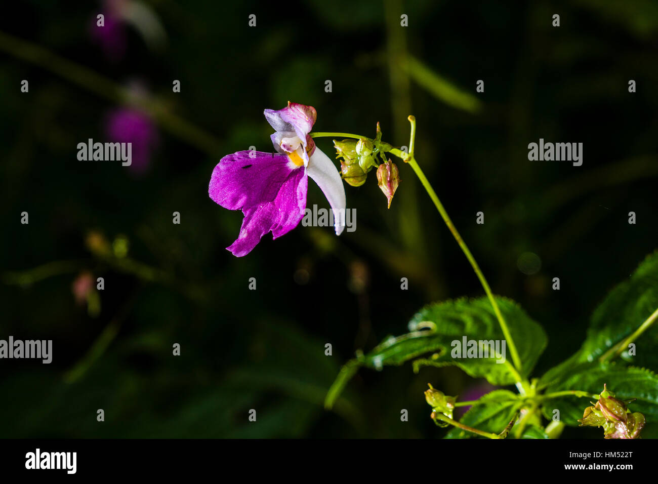 Eine blühende Blüte des Balfours Röhricht-(Impatiens Balfourii) Stockfoto