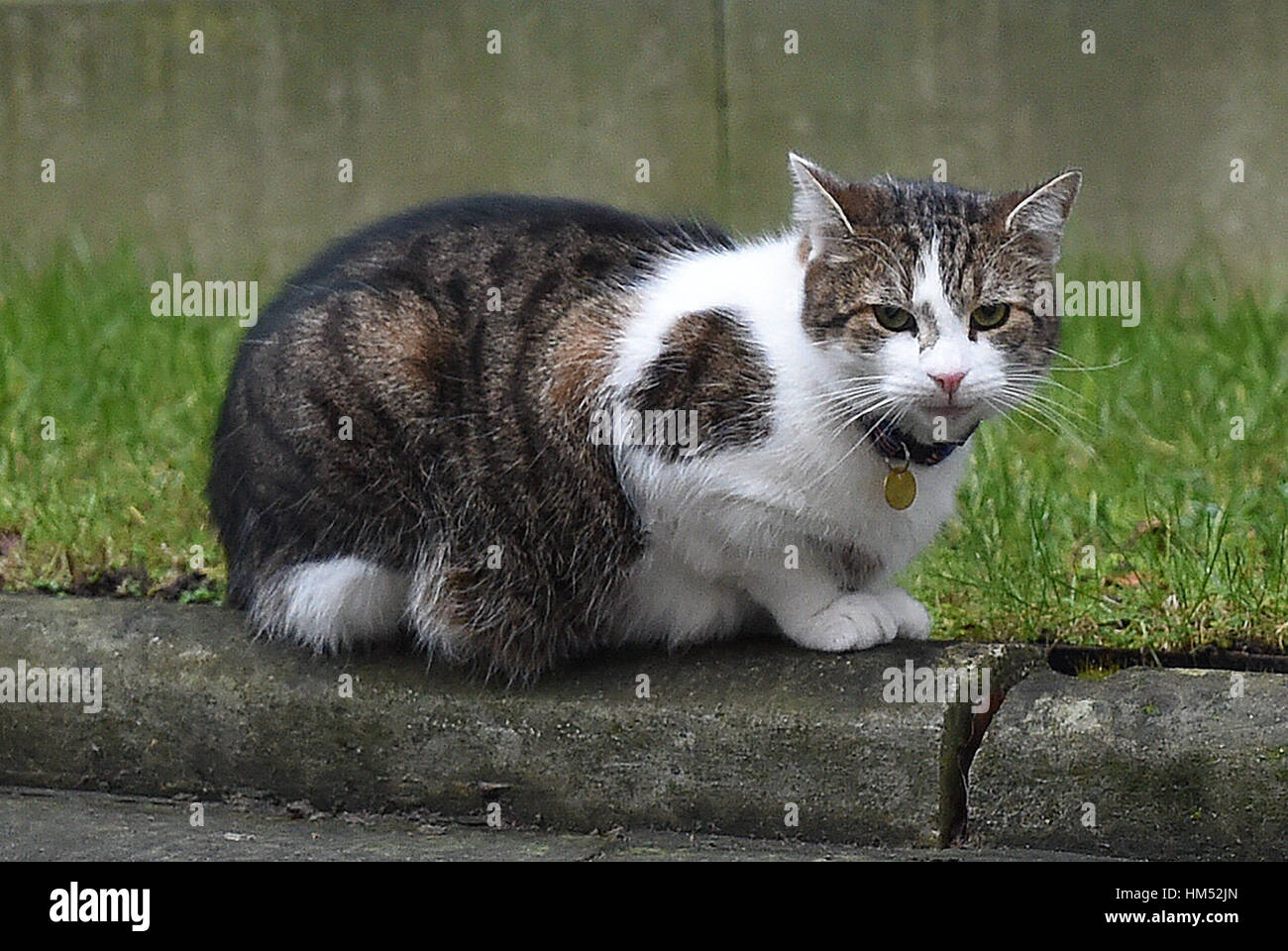 Larry die Katze 10 Downing Street, London. Stockfoto