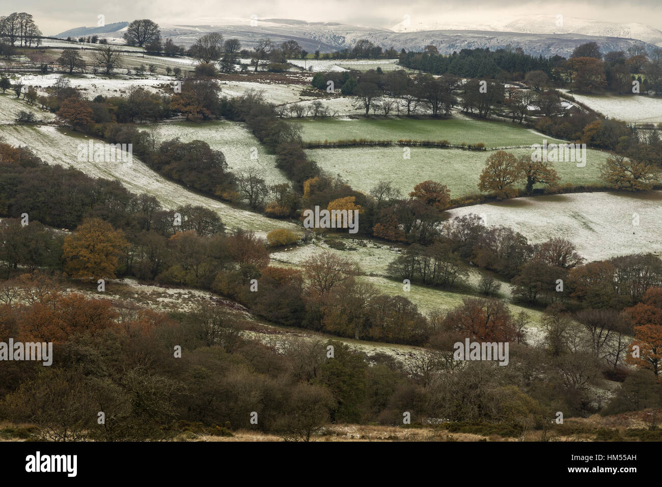 Altmodische Landwirtschaft, kleine Felder und Hecken nach leichter Schneefall bei Cwm Onnau, oben Crickhowell, Brecon Beacons; Wales. Stockfoto
