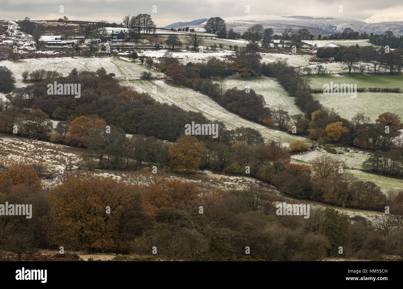 Altmodische Landwirtschaft, kleine Felder und Hecken nach leichter Schneefall bei Cwm Onnau, oben Crickhowell, Brecon Beacons; Wales. Stockfoto