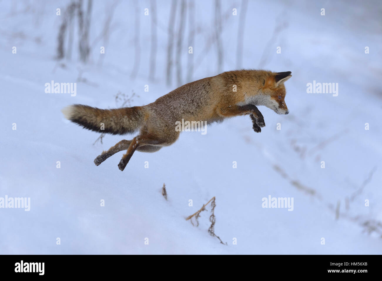 Rotfuchs (Vulpes Vulpes), Jagd, springen in den Schnee, Böhmerwald, Tschechien Stockfoto