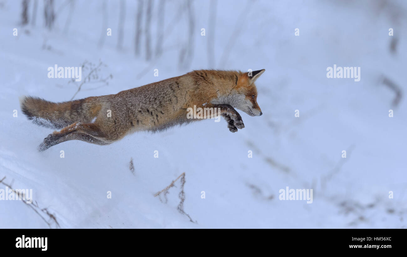 Rotfuchs (Vulpes Vulpes), Jagd, springen in den Schnee, Böhmerwald, Tschechien Stockfoto