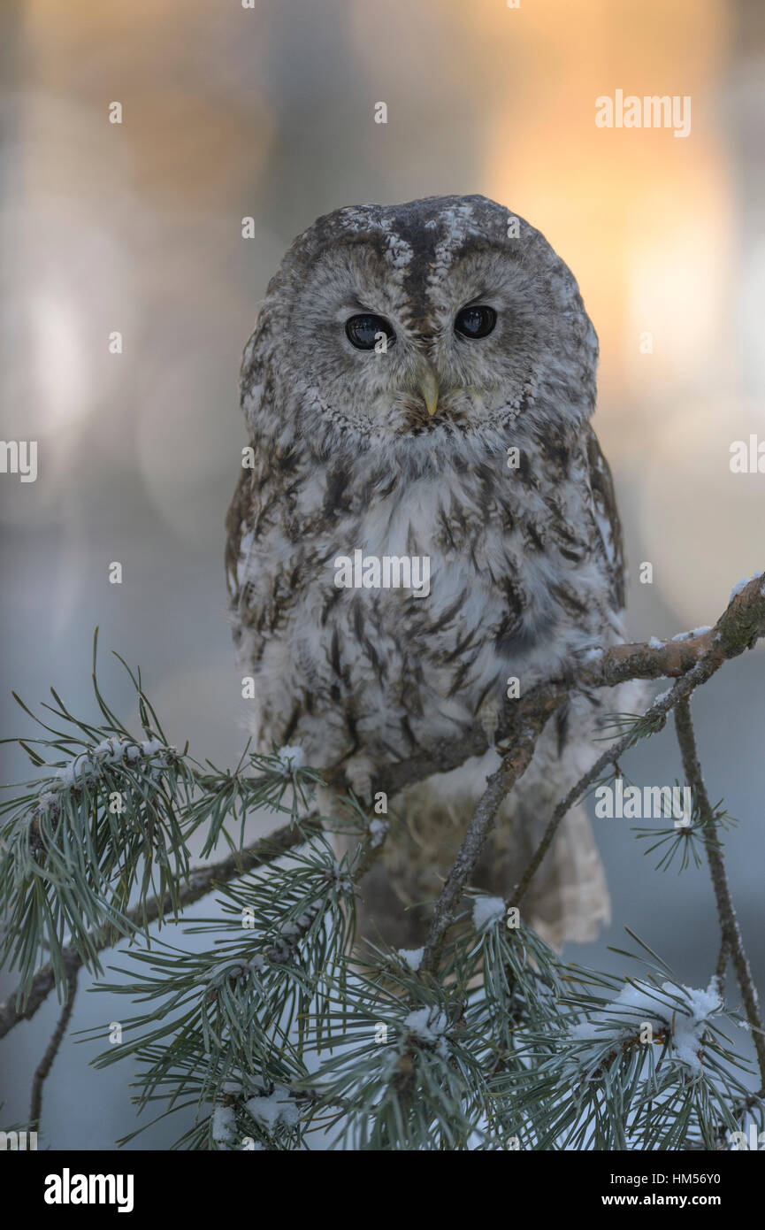 Waldkauz (Strix Aluco), graues Morph sitzt auf einem Tannenzweig am Abend Licht, Böhmerwald, Tschechien Stockfoto