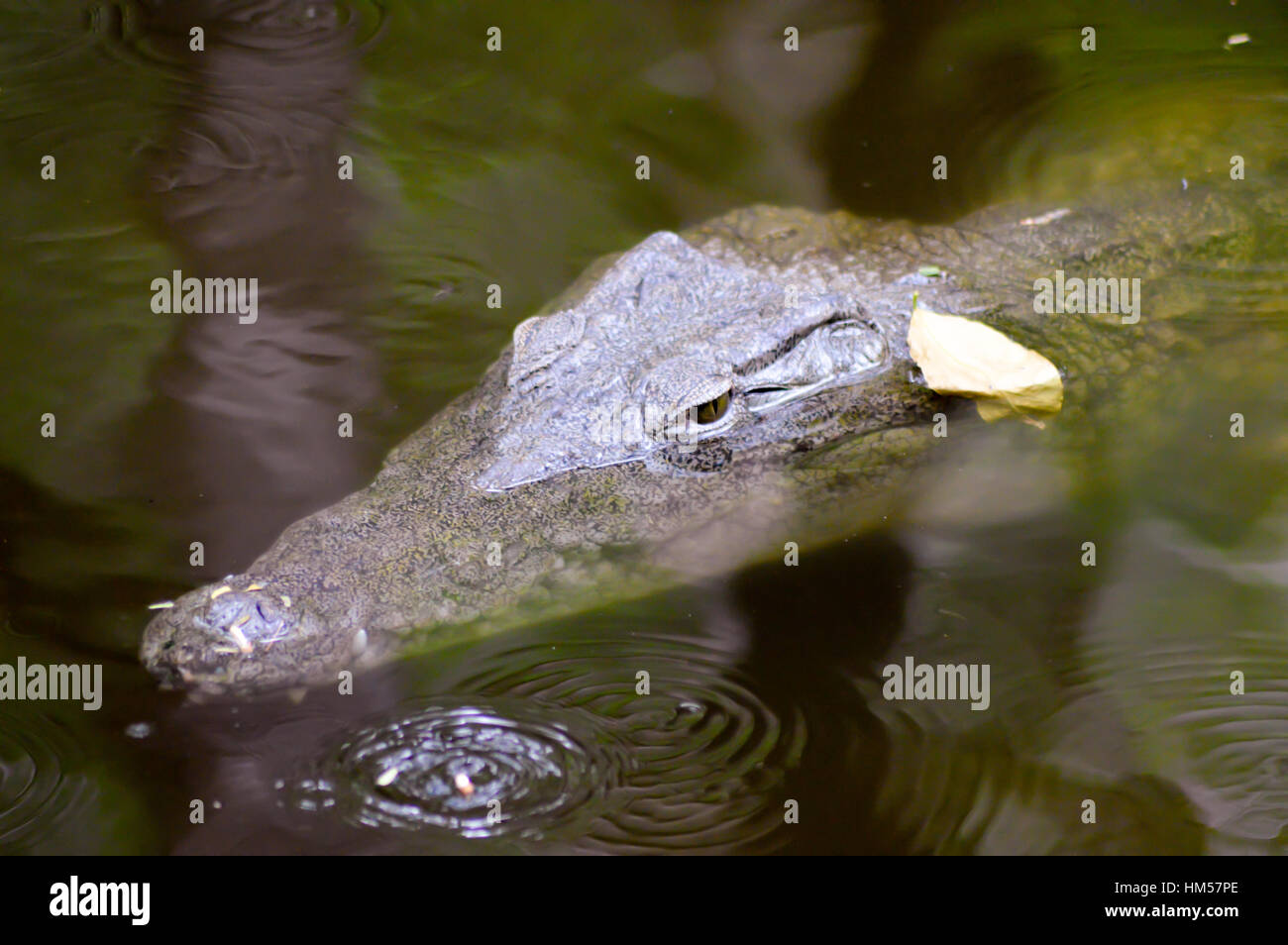 Krokodil-Augen in einem Gewässer in Mombasa, Kenia Stockfoto
