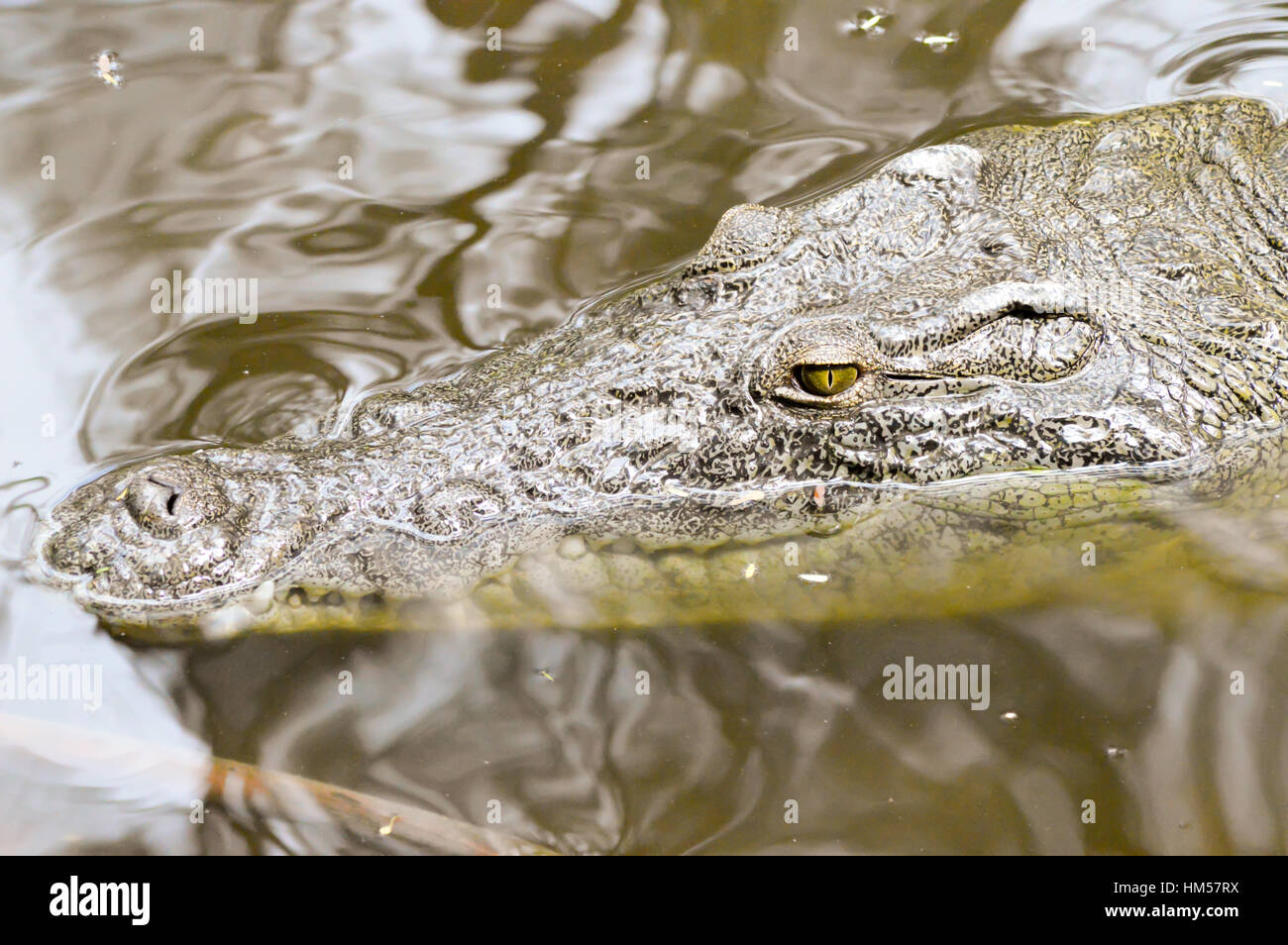 Krokodil-Augen in einem Gewässer in Mombasa, Kenia Stockfoto