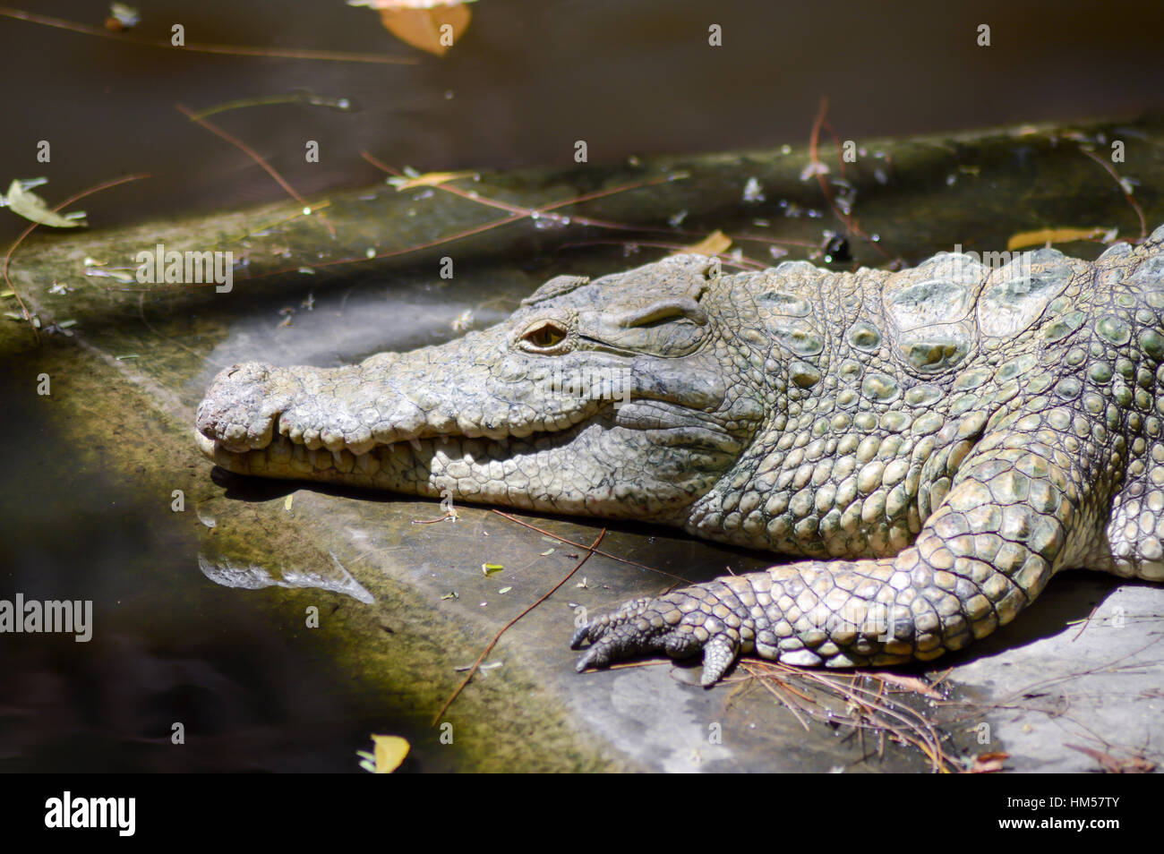 Junge Krokodil in einem See in Mombasa, Kenia Stockfoto