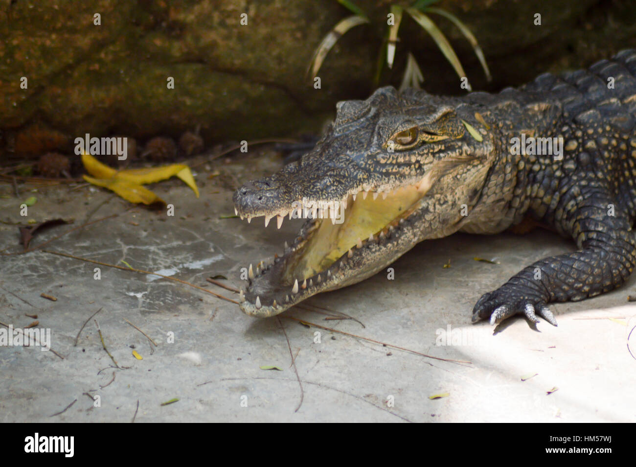 Junge Krokodil am Rande eines Sees in Mombasa, Kenia Stockfoto