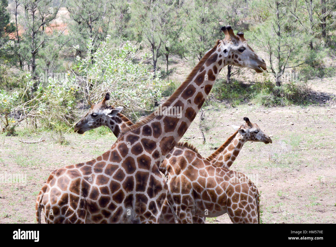 Drei Giraffen schneiden in einem Park in Mombasa, Kenia Stockfoto