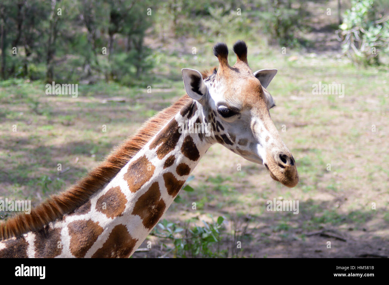 Giraffe Kopf in einem Park in Mombasa, Kenia Stockfoto