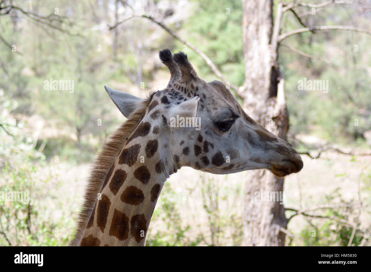 Giraffe Kopf in einem Park in Mombasa, Kenia Stockfoto