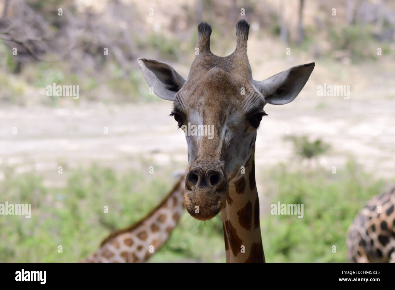 Giraffe Kopf in einem Park in Mombasa, Kenia Stockfoto