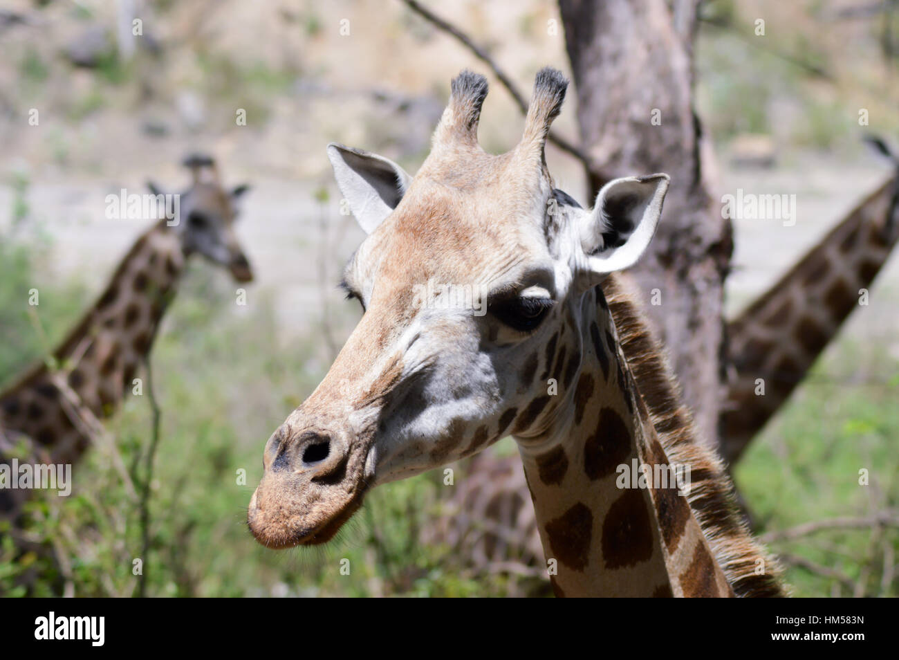 Giraffe Kopf in einem Park in Mombasa, Kenia Stockfoto