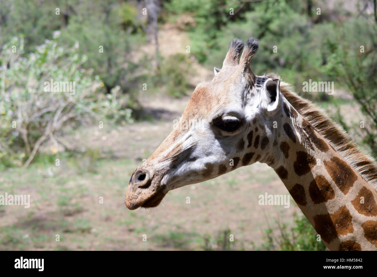 Giraffe Kopf in einem Park in Mombasa, Kenia Stockfoto