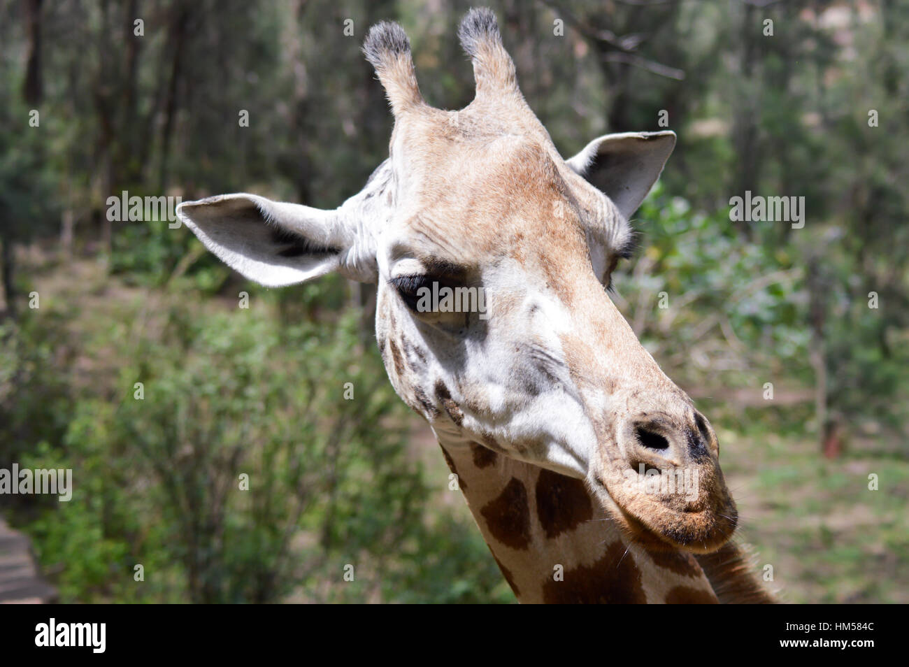 Giraffe Kopf in einem Park in Mombasa, Kenia Stockfoto