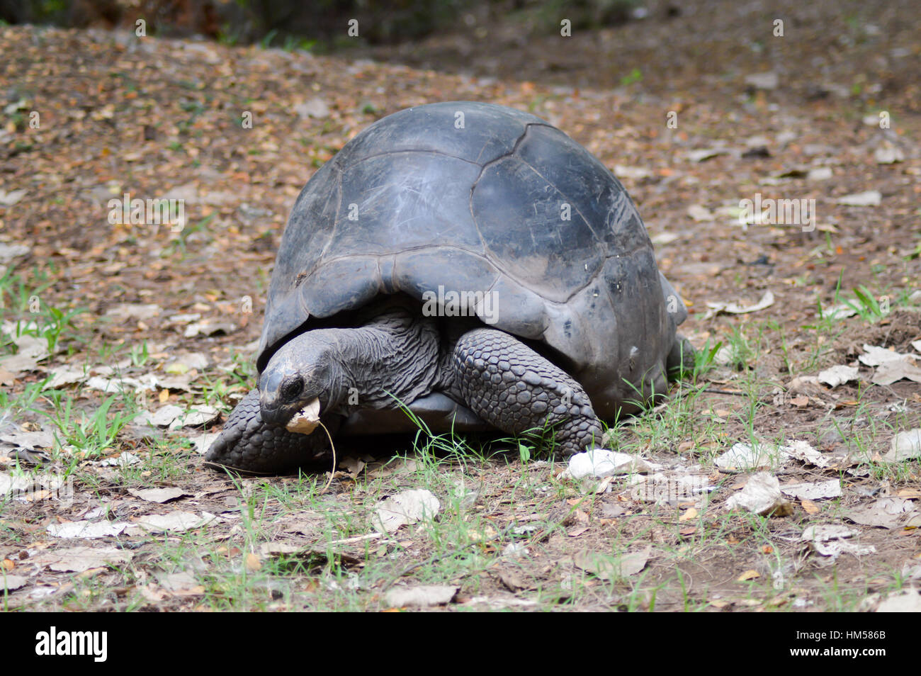 Großen beschäftigt Land Schildkröte Essen ein Blatt in einem Park in Kenia Stockfoto