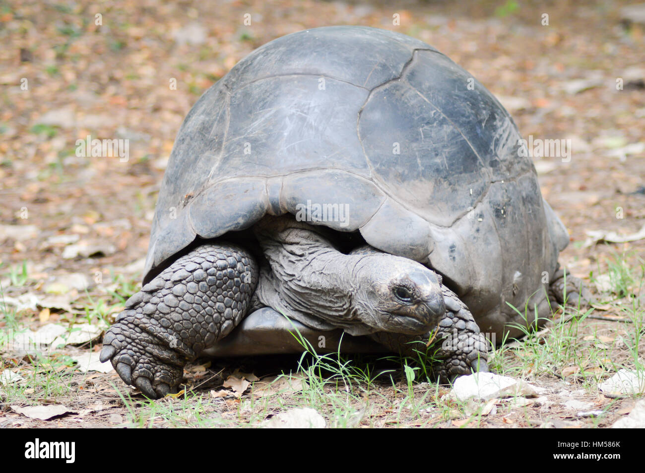 Großen beschäftigt Land Schildkröte Essen ein Blatt in einem Park in Kenia Stockfoto