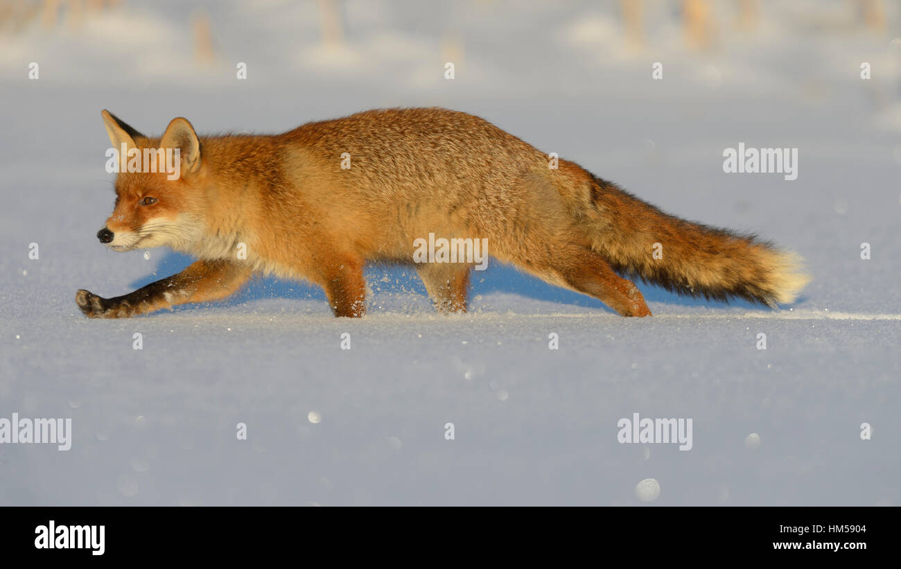 Rotfuchs (Vulpes Vulpes) zu Fuß durch den Schnee, Böhmerwald, Tschechien Stockfoto