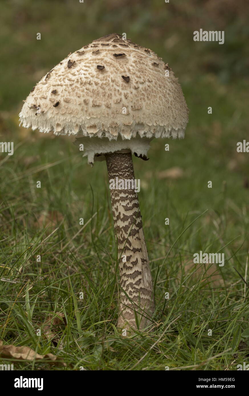 Parasol Pilz, Macrolepiota Procera in Grünland im Herbst; New Forest. Stockfoto