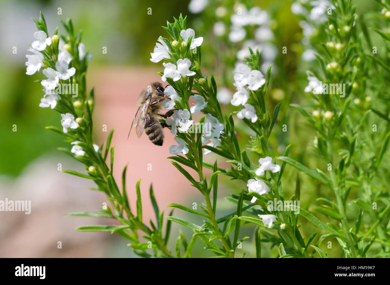 Honigbiene extrahieren und sammeln Nektar aus weißem Thymian Blüten. Europäische oder westliche Honigbiene Apis Mellifera bestäuben. Stockfoto