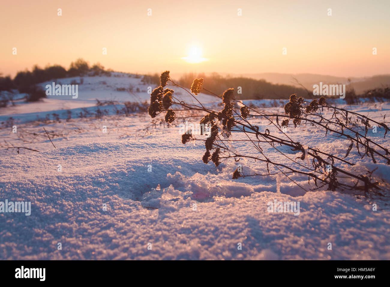 In den Schneefeldern am goldenen Sonnenuntergang Blume Stockfoto