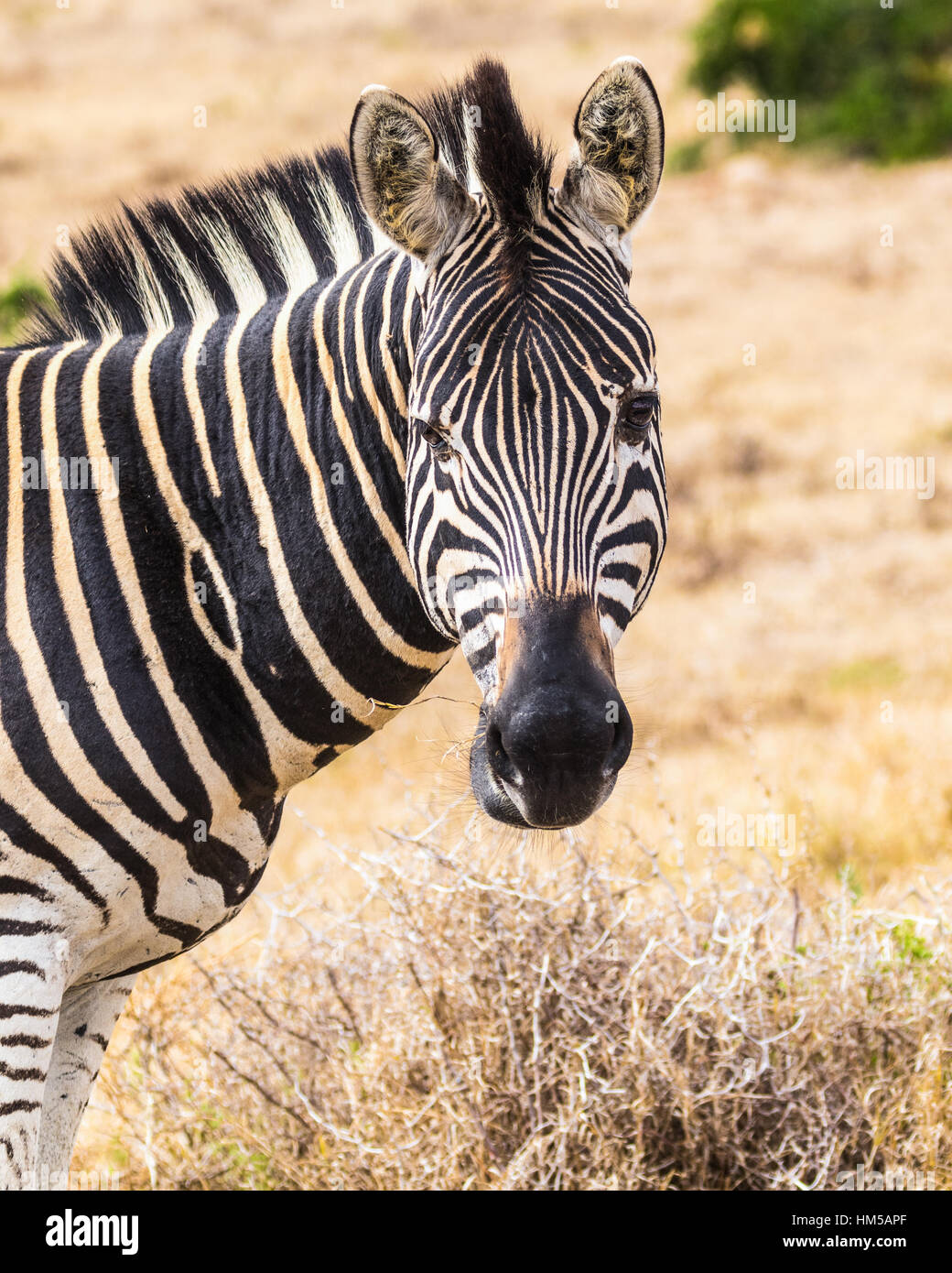 Zebra-Portrait Stockfoto