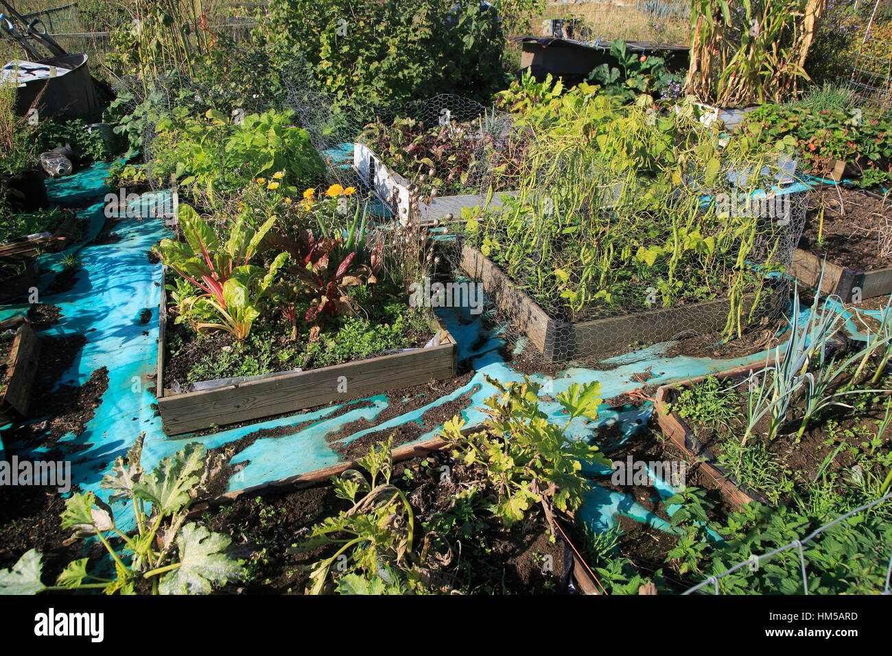 Gemüse und Salat ernten wachsenden Hochbeeten Schrebergarten, Shottisham, Suffolk, England, UK Stockfoto
