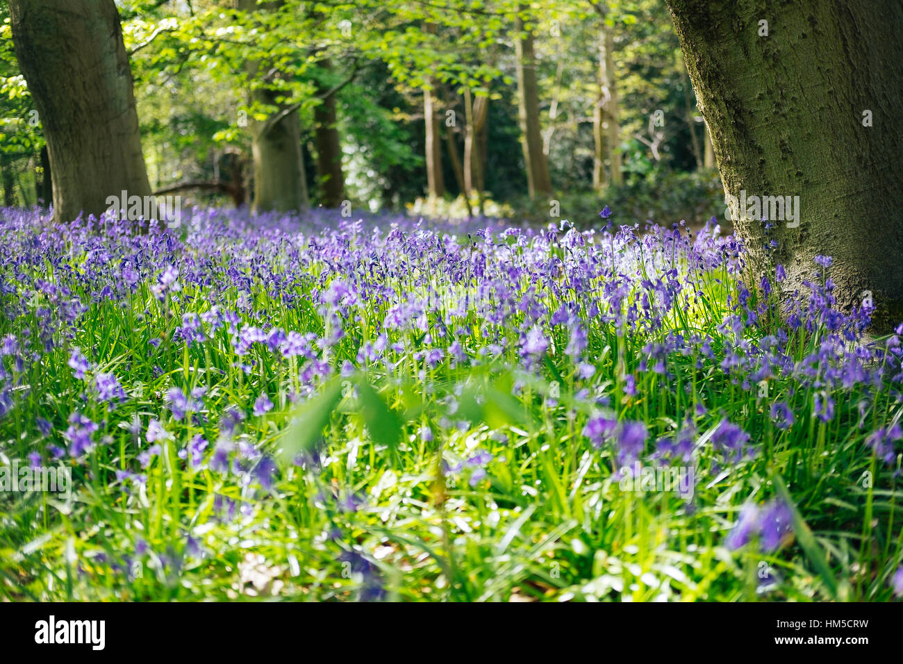 Eine schöne Waldlichtung Glockenblumen in Trent Country Park, London, England, Vereinigtes Königreich Stockfoto