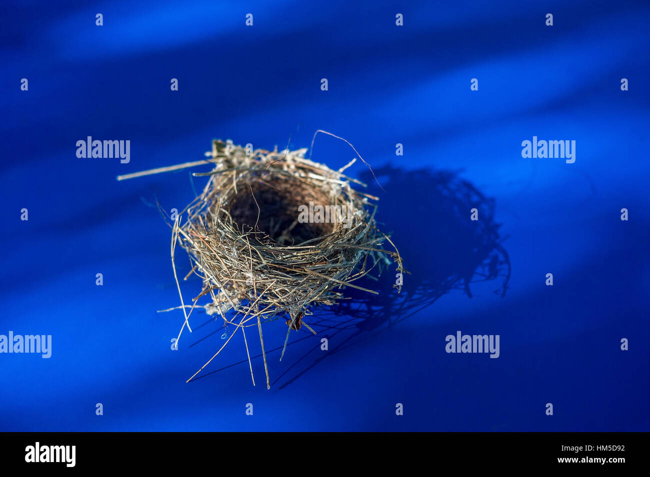 Detail von einem leeren Vogelnest auf blauem Hintergrund Stockfoto