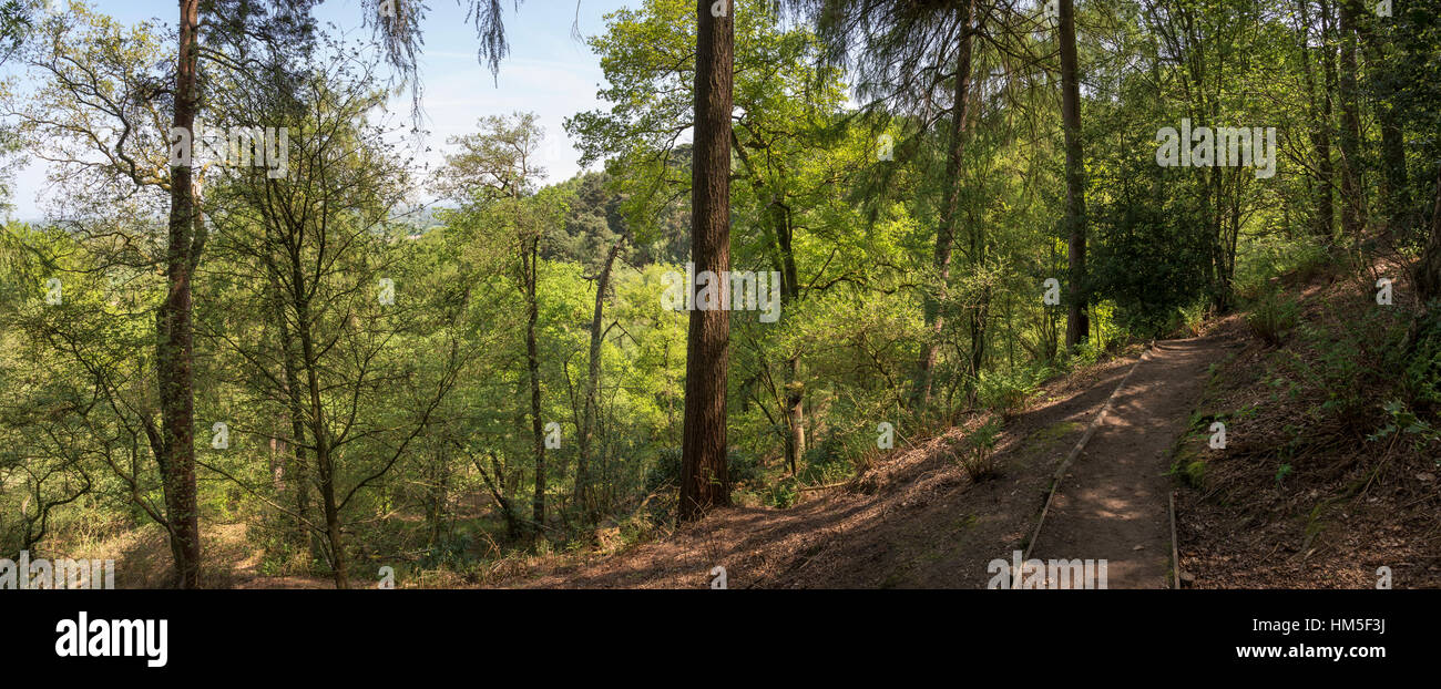 Weg durch Waldbäume an Alderley Edge in Cheshire, England. Stockfoto