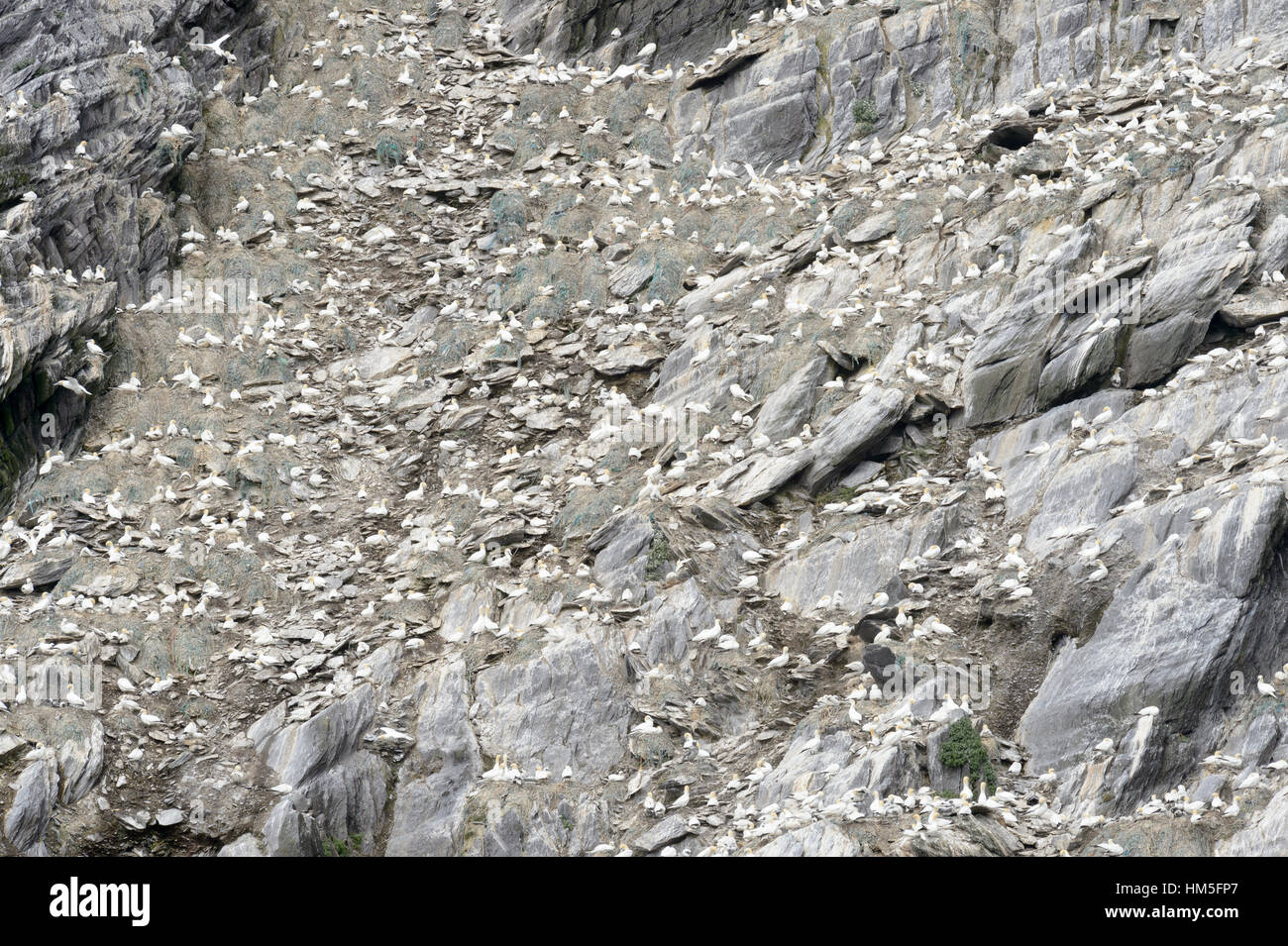 Nördlichen Basstölpel (Morus Bassanus) Kolonie, Skellig Inseln, County Kerry, Irland. Stockfoto