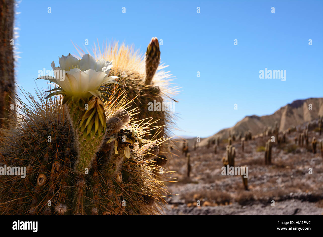 Blume des Saguaro-Kaktus auf Ande-Berg Stockfoto
