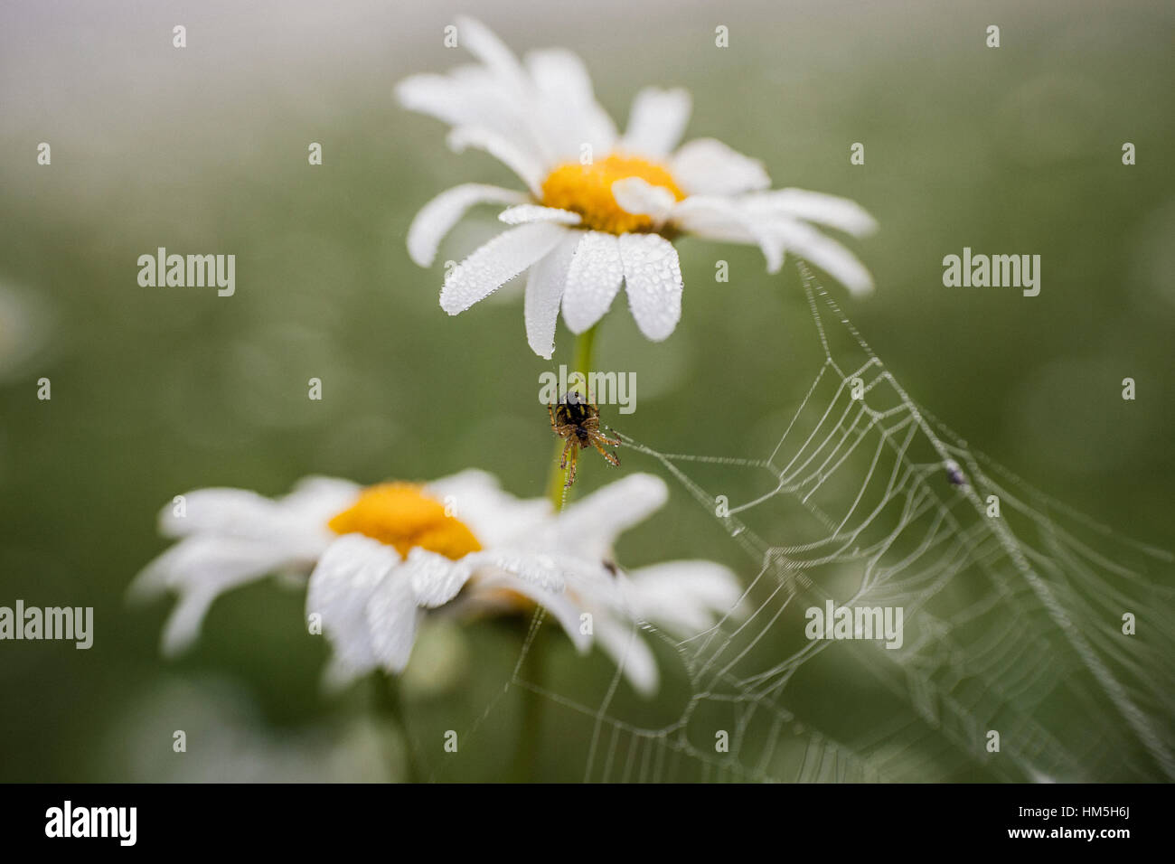 Spinne und ihr Netz unter Oxeye Margeriten (Leucanthemum Vulgare) Stockfoto