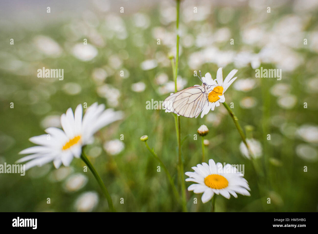 Schwarz geäderten weißer Schmetterling (Aporia Crataegi) auf einer Wiese Oxeye daisy Stockfoto
