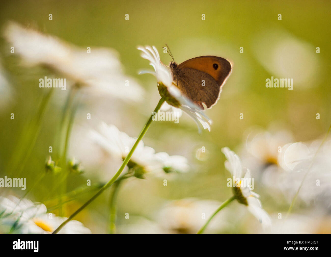 Maniola Jurtina auf Leucanthemum Vulgare - Wiese braun Schmetterling auf Oxeye daisy Stockfoto