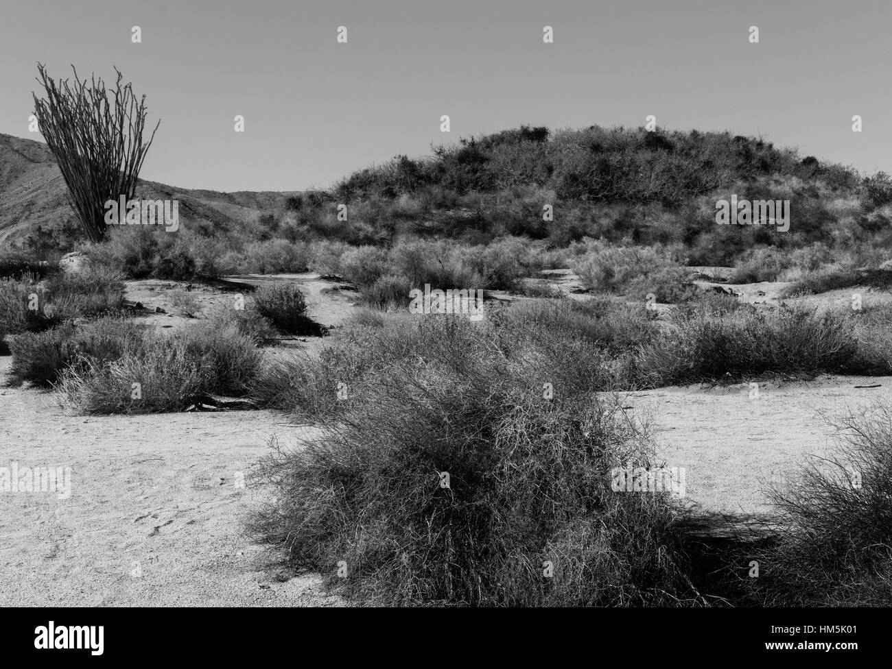 Tausend Palmen-Oase bewahren, Kalifornien USA Stockfoto