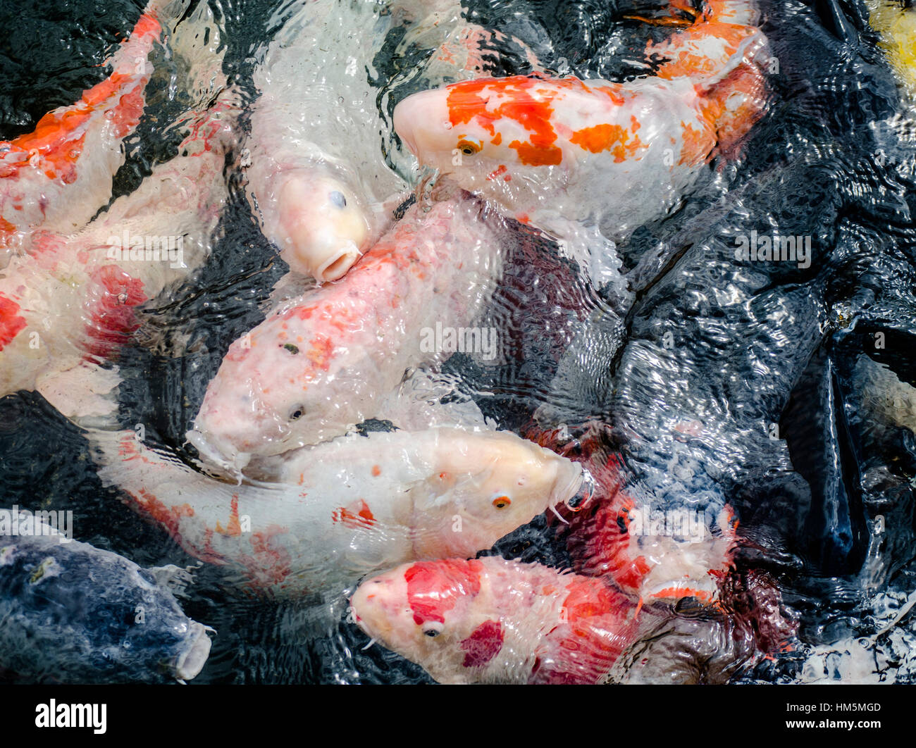 Draufsicht der Koikarpfen Schwimmen im Teich Stockfotografie Alamy