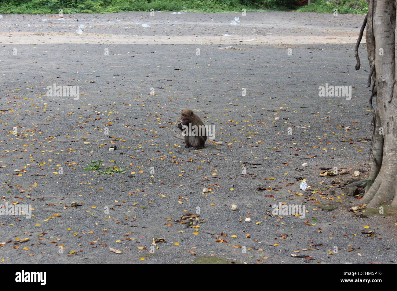 Niedlichen Affen Essen in Thailands park Stockfoto