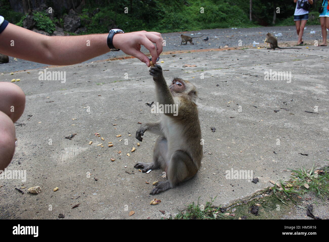 Affe Nahrungsaufnahme von Menschen hand in Thailands park Stockfoto