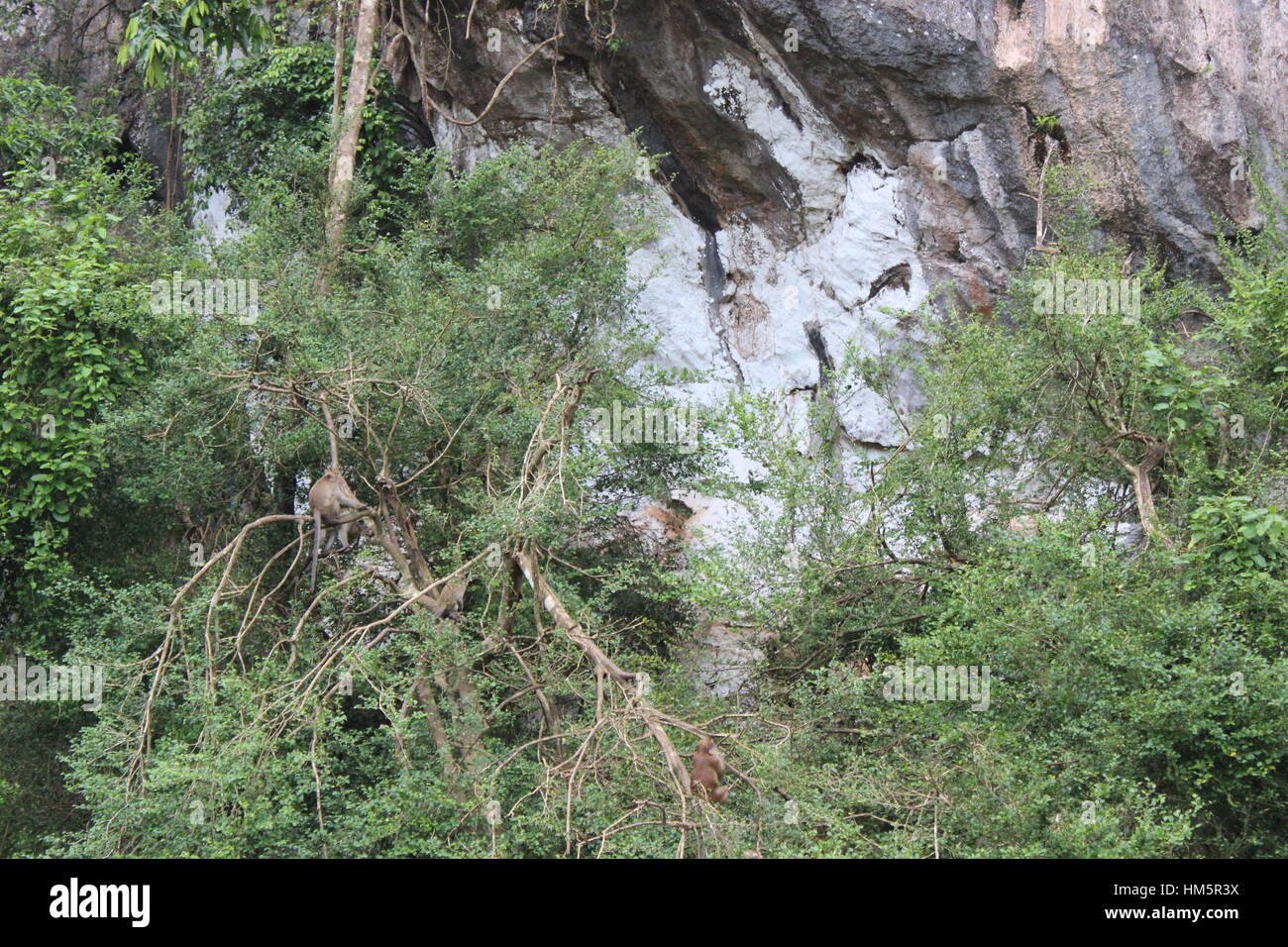 Affen hängen an den Bäumen im Wald von Thailand Stockfoto