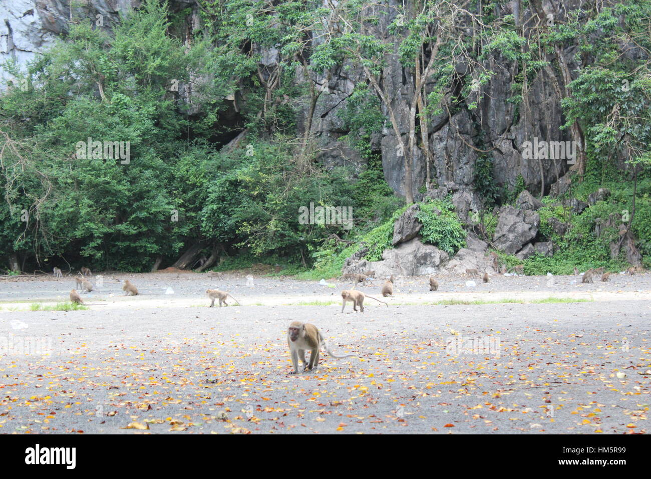 Affen Leben im Wald in Thailand Stockfoto