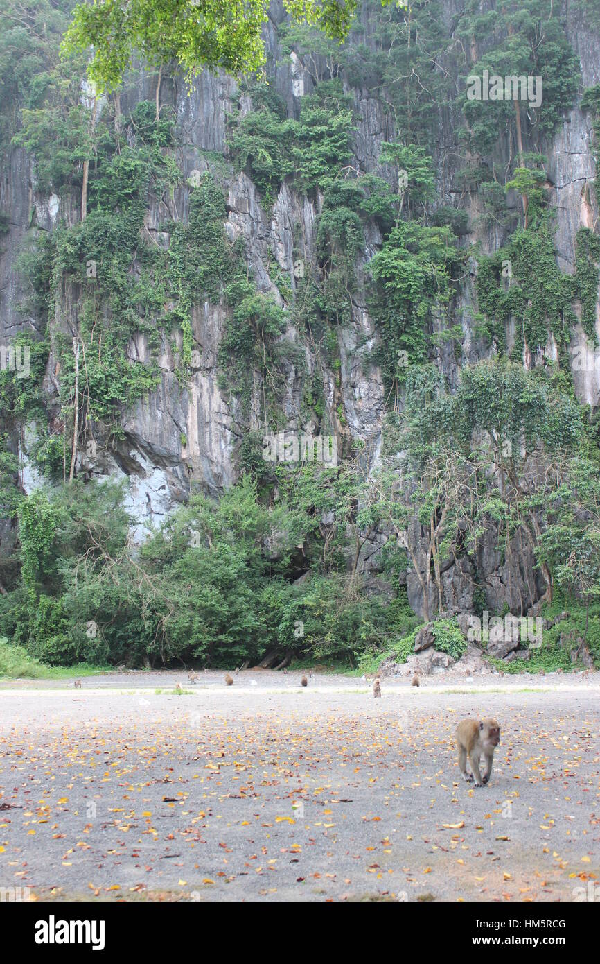 Affen Leben im Wald in Thailand Stockfoto