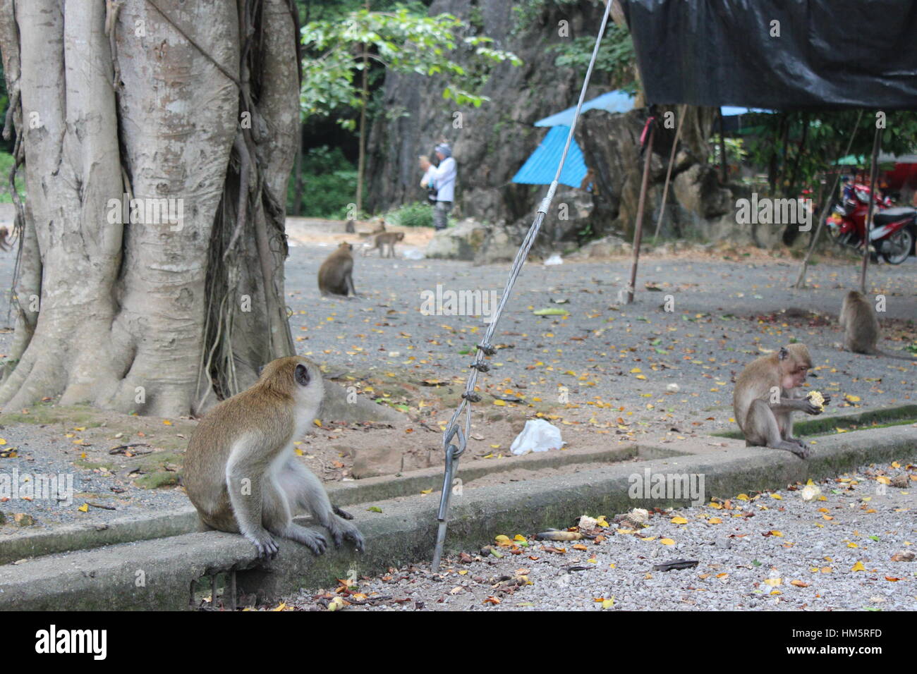 Affen lebt in der Reserve bei den Menschen in Thailand Stockfoto
