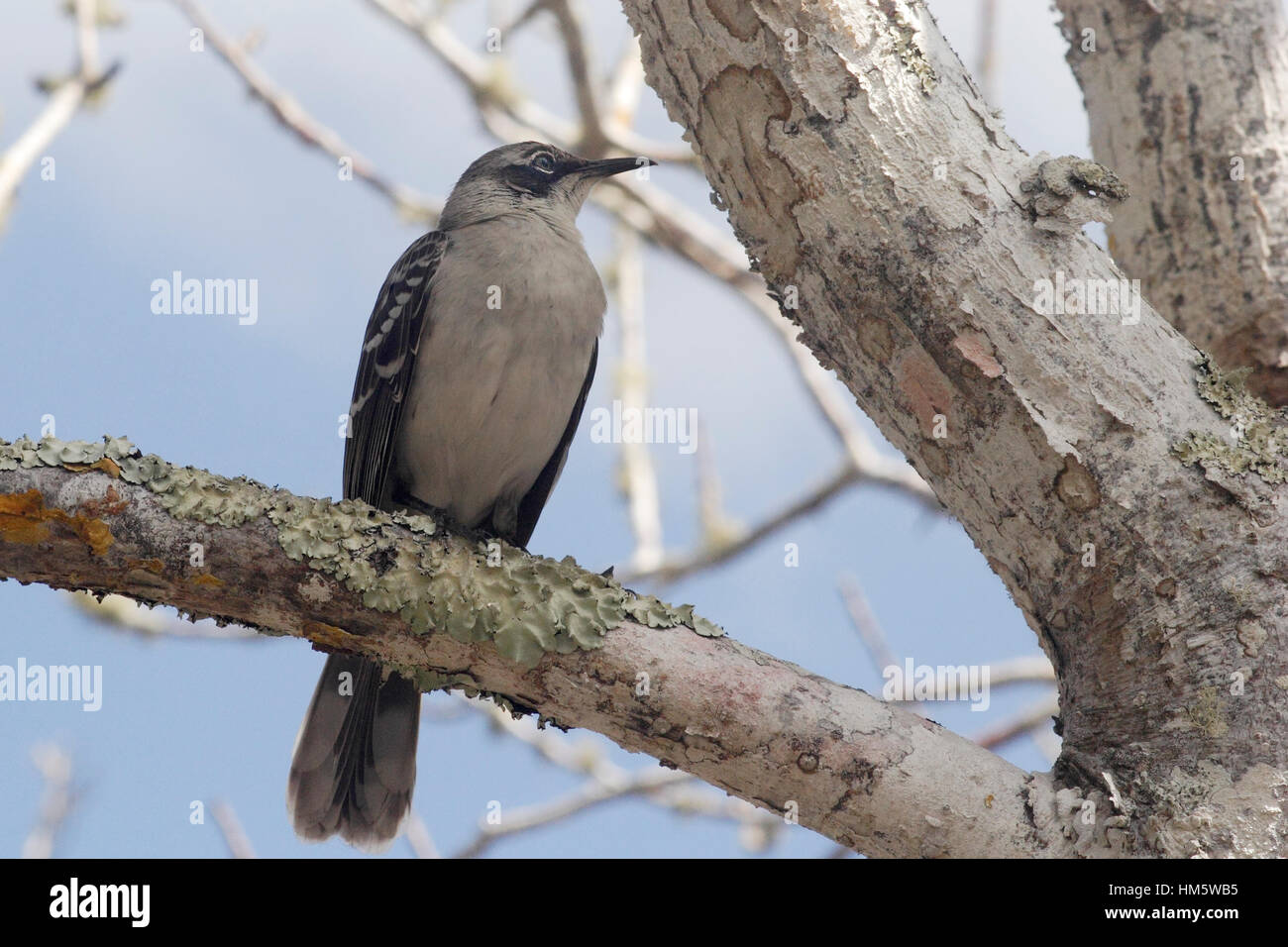 Galapagos Spottdrossel (Mimus parvulus) auf Zweig, Puerto Ayora, Santa Cruz, Galapagos, Ecuador Stockfoto