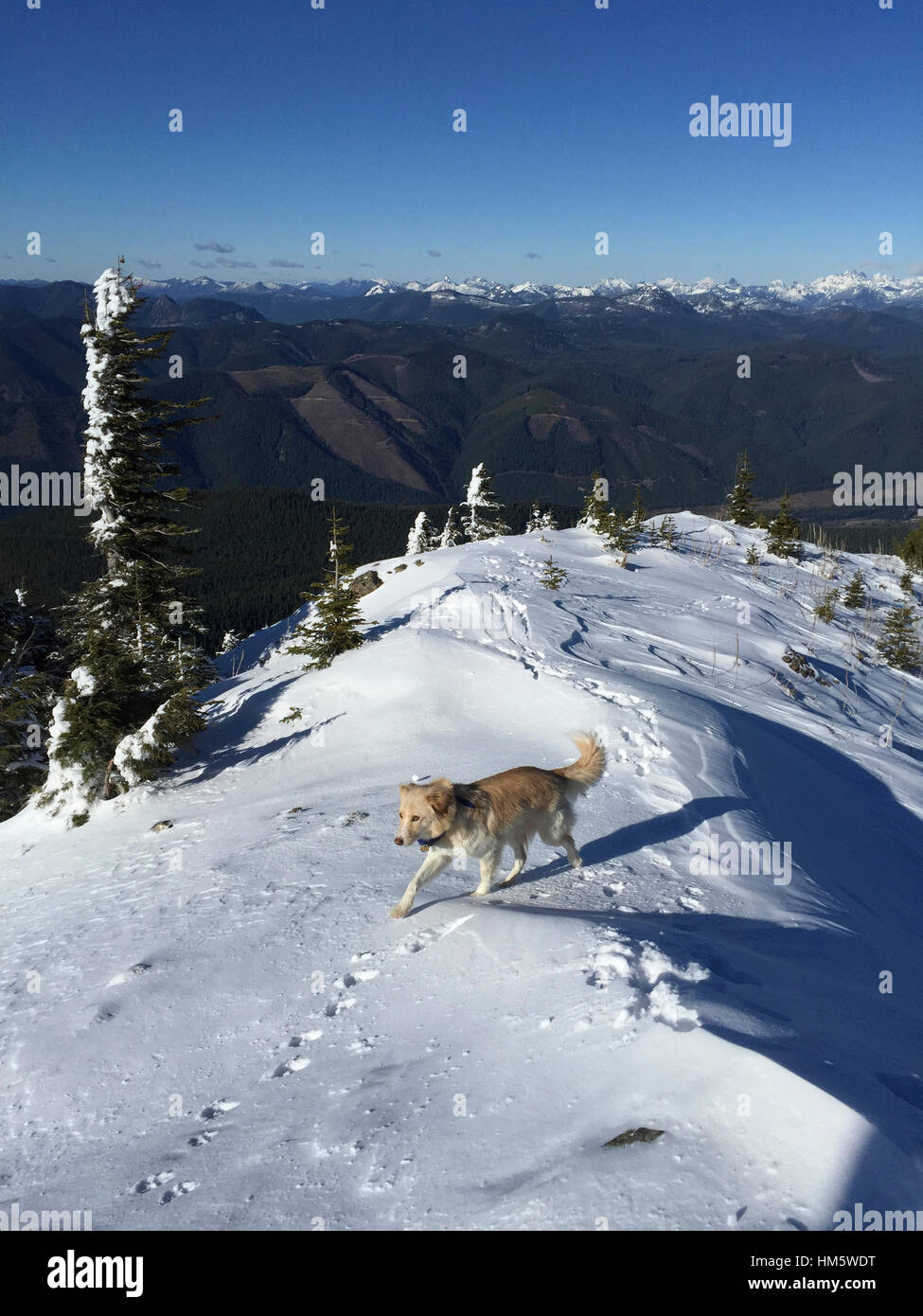Erhöhte Ansicht von Hundewiesen auf Schnee bedeckt Feld Stockfoto