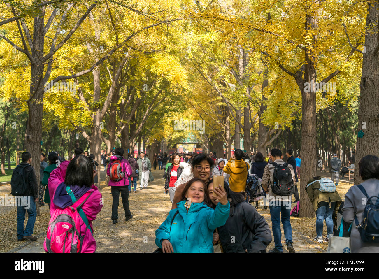 Herbstfarben im Tempel der Erde Park oder Ditan Park in Peking, Volksrepublik China, Asien Stockfoto