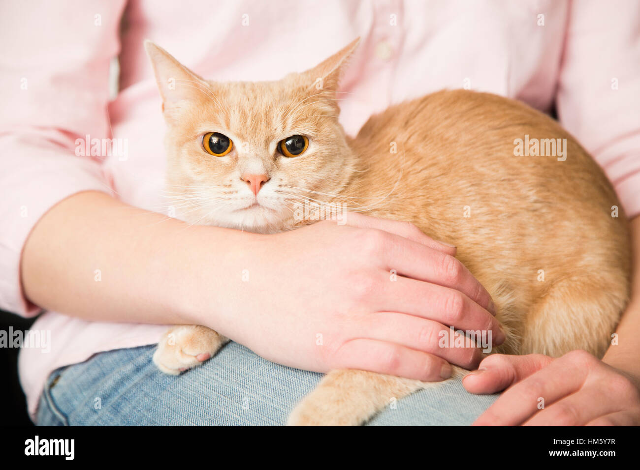 Teenager-Mädchen (16-17) Holding Ingwer Tabby Katze auf Schoß Stockfoto